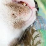 Cat Acne Symptoms on Chin and How to Treat Feline Chin Acne at Home