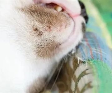 Cat Acne Symptoms on Chin and How to Treat Feline Chin Acne at Home