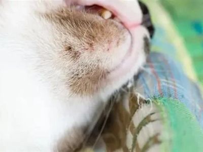 Cat Acne Symptoms on Chin and How to Treat Feline Chin Acne at Home