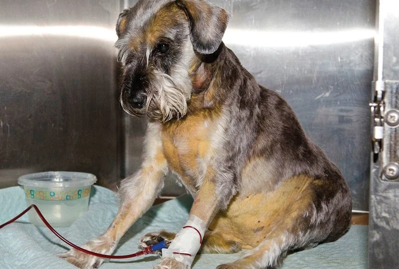 Dog Immune Mediated Hemolytic Anemia Symptoms and Emergency Warning Signs