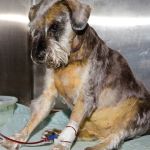 Dog Immune Mediated Hemolytic Anemia Symptoms and Emergency Warning Signs