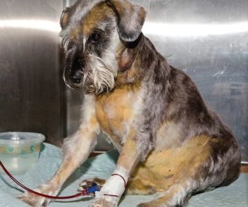 Dog Immune Mediated Hemolytic Anemia Symptoms and Emergency Warning Signs