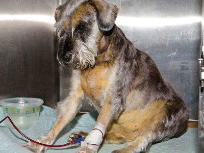 Dog Immune Mediated Hemolytic Anemia Symptoms and Emergency Warning Signs