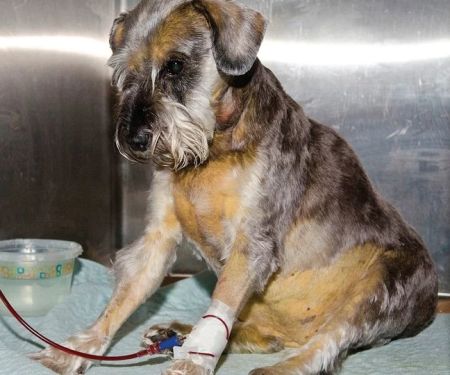 Dog Immune Mediated Hemolytic Anemia Symptoms and Emergency Warning Signs