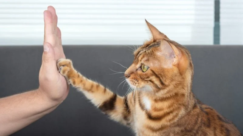 Why Does My Cat Tap Me With Paw? Meaning, Behavior & Bonding Signs