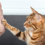 Why Does My Cat Tap Me With Paw? Meaning, Behavior & Bonding Signs
