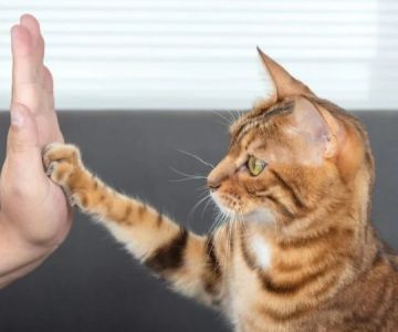 Why Does My Cat Tap Me With Paw? Meaning, Behavior & Bonding Signs