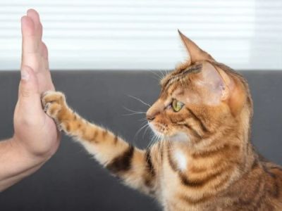 Why Does My Cat Tap Me With Paw? Meaning, Behavior & Bonding Signs