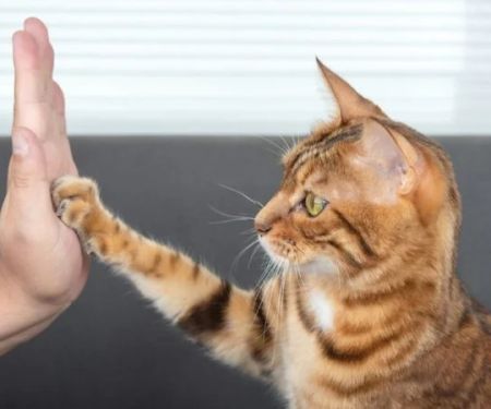 Why Does My Cat Tap Me With Paw? Meaning, Behavior & Bonding Signs
