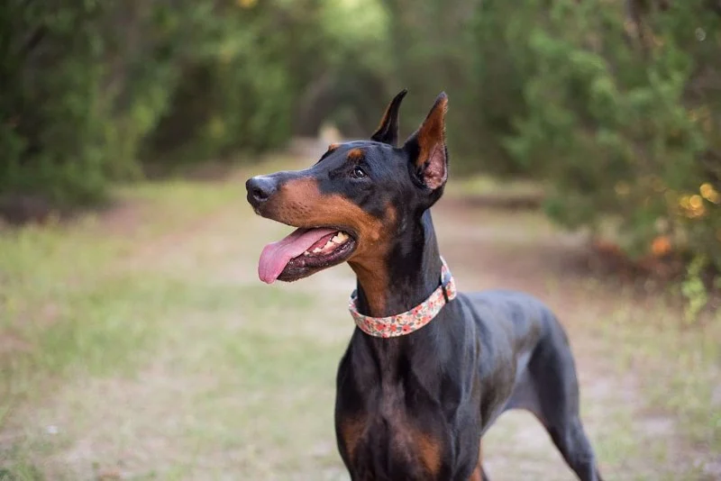 Dog Wobbler Syndrome Symptoms in Large Breed Dogs Explained Clearly