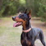 Dog Wobbler Syndrome Symptoms in Large Breed Dogs Explained Clearly