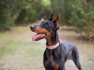Dog Wobbler Syndrome Symptoms in Large Breed Dogs Explained Clearly