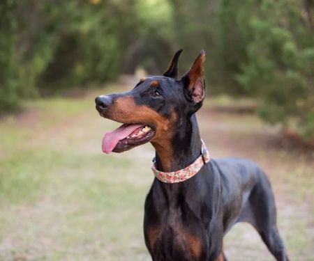 Dog Wobbler Syndrome Symptoms in Large Breed Dogs Explained Clearly
