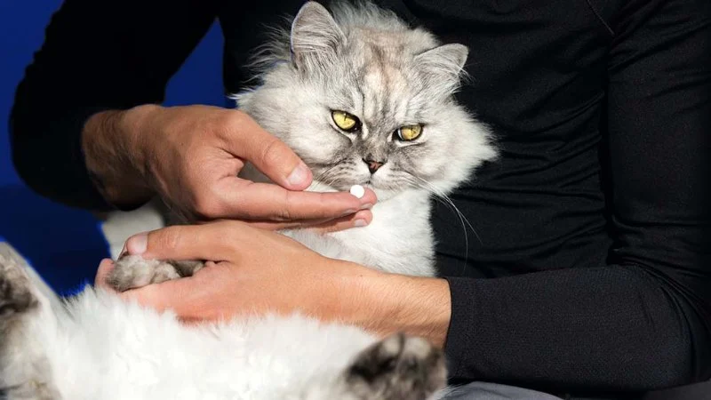 How to Tell If Your Cat Has Arthritis: Signs of Stiff Walking and Jumping Issues