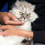 How to Tell If Your Cat Has Arthritis: Signs of Stiff Walking and Jumping Issues