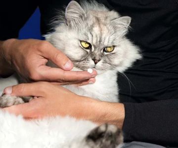 How to Tell If Your Cat Has Arthritis: Signs of Stiff Walking and Jumping Issues
