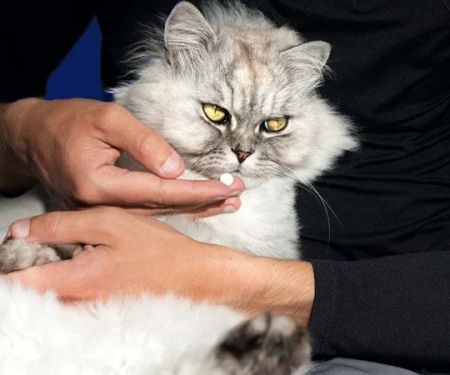 How to Tell If Your Cat Has Arthritis: Signs of Stiff Walking and Jumping Issues