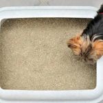 How to Stop a Dog From Eating Cat Litter & High-Rise Litter Box Tips