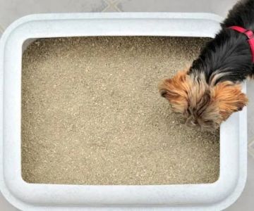 How to Stop a Dog From Eating Cat Litter & High-Rise Litter Box Tips
