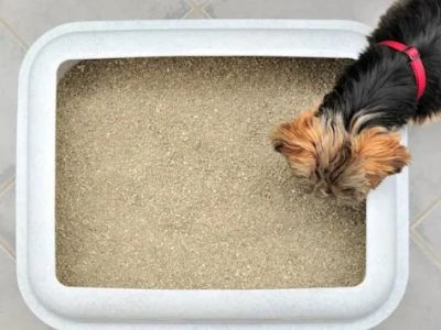 How to Stop a Dog From Eating Cat Litter & High-Rise Litter Box Tips