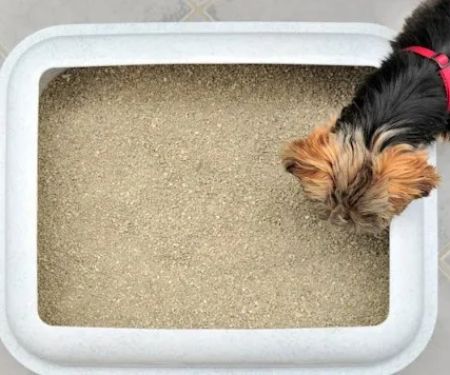 How to Stop a Dog From Eating Cat Litter & High-Rise Litter Box Tips