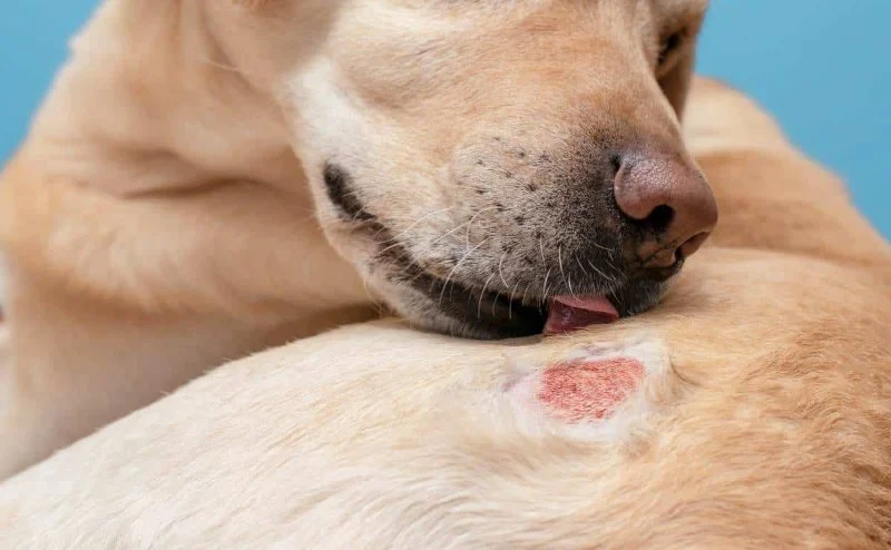 Dog Fungal Skin Infection Symptoms Explained: Ringworm, Yeast & Sporotrichosis Signs