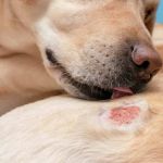 Dog Fungal Skin Infection Symptoms Explained: Ringworm, Yeast & Sporotrichosis Signs