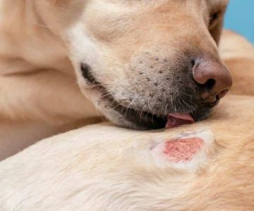 Dog Fungal Skin Infection Symptoms Explained: Ringworm, Yeast & Sporotrichosis Signs