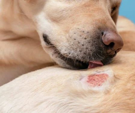 Dog Fungal Skin Infection Symptoms Explained: Ringworm, Yeast & Sporotrichosis Signs