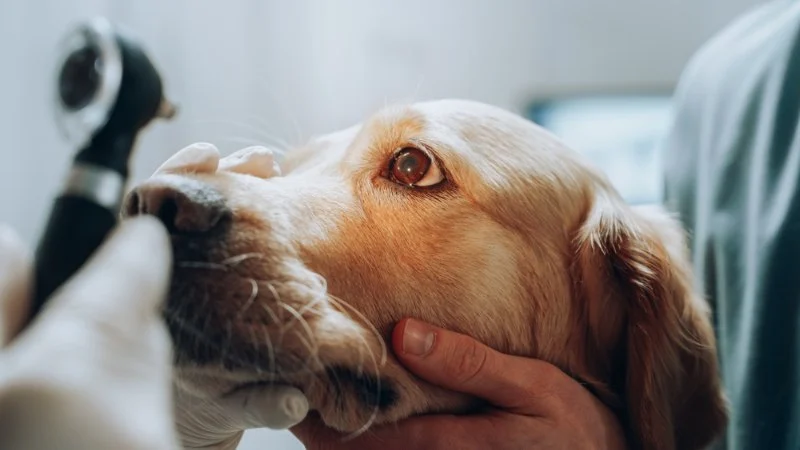 Dog Liver Disease Symptoms: Jaundice, Vomiting and Seizure Warnings Guide