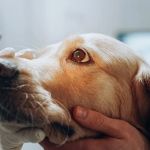 Dog Liver Disease Symptoms: Jaundice, Vomiting and Seizure Warnings Guide