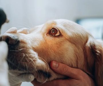 Dog Liver Disease Symptoms: Jaundice, Vomiting and Seizure Warnings Guide