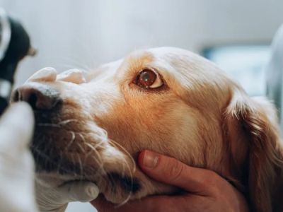 Dog Liver Disease Symptoms: Jaundice, Vomiting and Seizure Warnings Guide