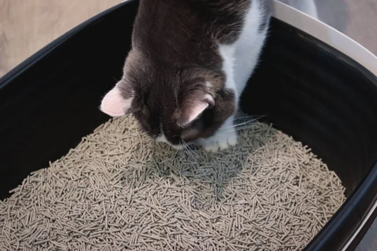 Why Is My Cat Eating Litter — Causes and Health Warning Signs