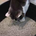 Why Is My Cat Eating Litter — Causes and Health Warning Signs