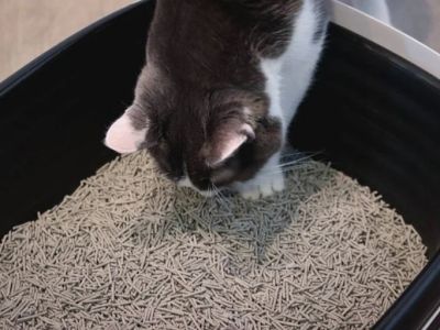 Why Is My Cat Eating Litter — Causes and Health Warning Signs