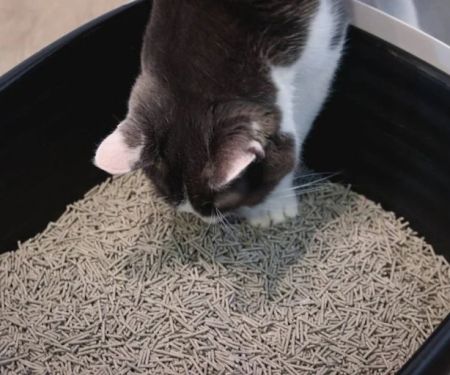 Why Is My Cat Eating Litter — Causes and Health Warning Signs