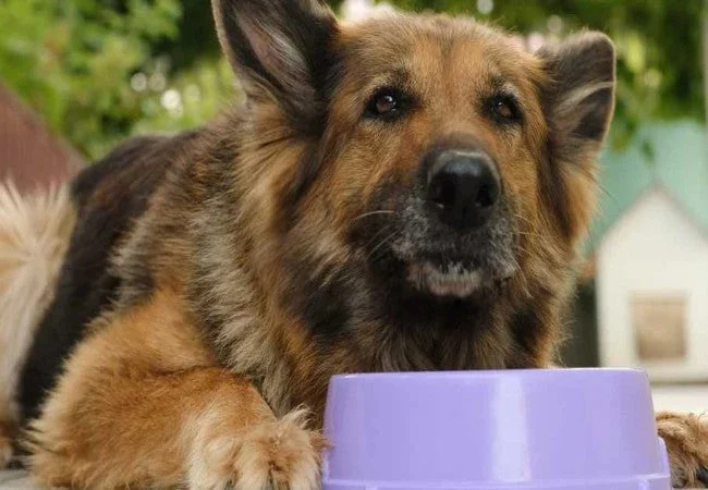 Best Supplements for Senior Dogs for Joints Digestion and Cognitive Support