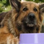 Best Supplements for Senior Dogs for Joints Digestion and Cognitive Support