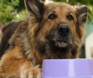 Best Supplements for Senior Dogs for Joints Digestion and Cognitive Support