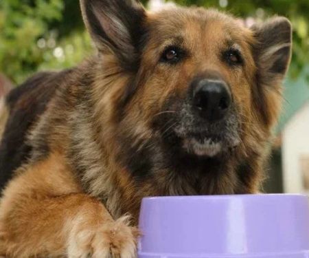 Best Supplements for Senior Dogs for Joints Digestion and Cognitive Support
