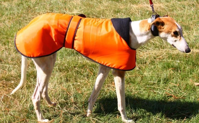 Best Dog Coats for Winter and Greyhound Sizing Guide