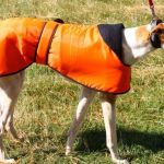 Best Dog Coats for Winter and Greyhound Sizing Guide
