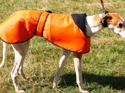 Best Dog Coats for Winter and Greyhound Sizing Guide