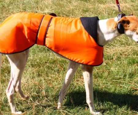 Best Dog Coats for Winter and Greyhound Sizing Guide