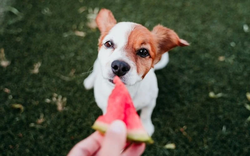 Safe Fruits and Vegetables for Dogs: Toxic-Free Guide