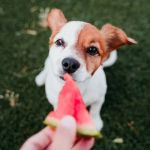 Safe Fruits and Vegetables for Dogs: Toxic-Free Guide