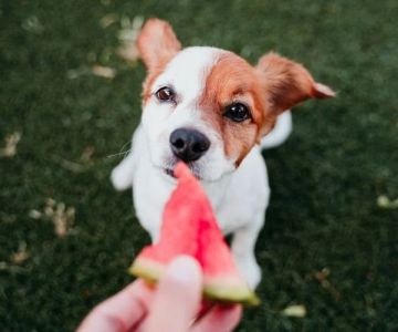 Safe Fruits and Vegetables for Dogs: Toxic-Free Guide
