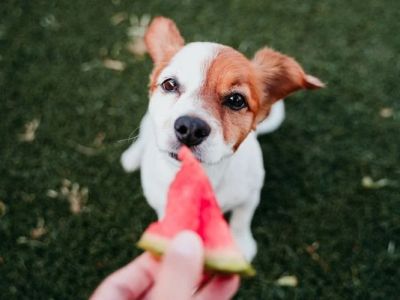Safe Fruits and Vegetables for Dogs: Toxic-Free Guide
