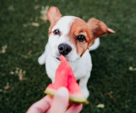 Safe Fruits and Vegetables for Dogs: Toxic-Free Guide